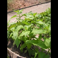 Topinambour patate - Helianthus tuberosus (Asteracees)(01)